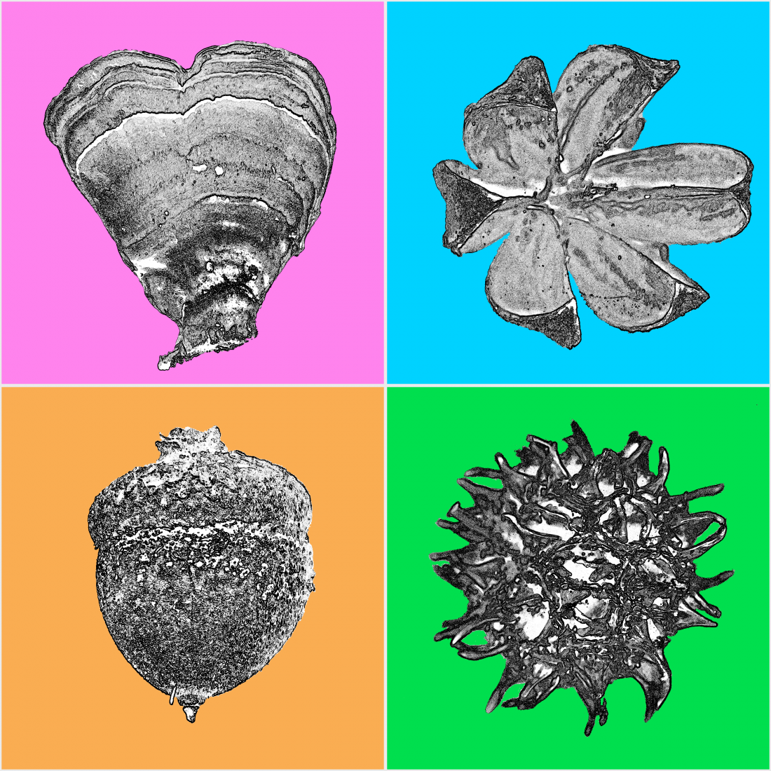 Four Shapes of Pensacola
